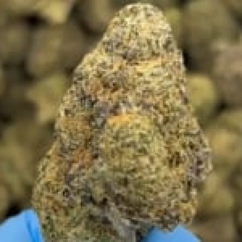 Sherbert Flower - THCA - Hybrid - Video Thumbnail 1