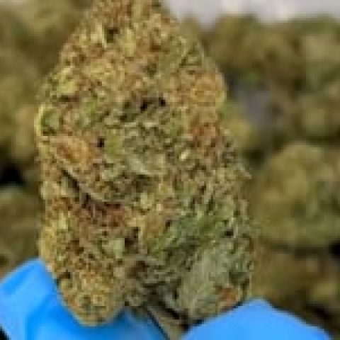 White Cherry Gelato Flower - THCA - Hybrid - Video Thumbnail 1