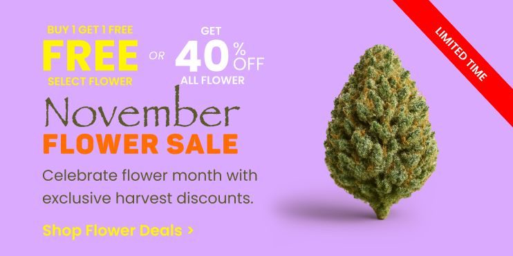 November Flower - Flower