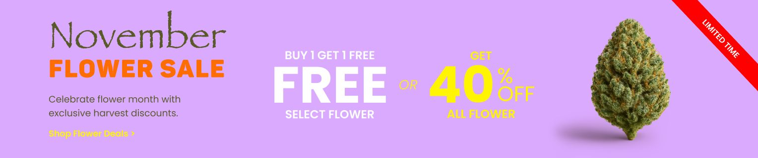 November Flower - Flower