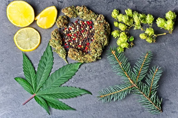 Pulegone Terpene Effects & Benefits - The Ultimate Guide