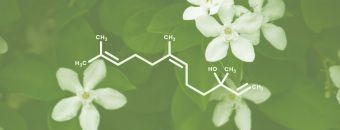 Nerolidol Terpene Effects & Benefits - The Ultimate Guide