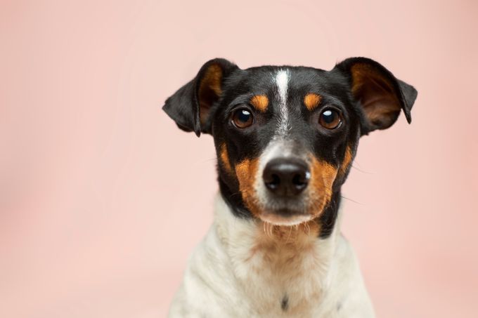 What Is The Dosage Of CBD Oil For Dogs?&nbsp;
