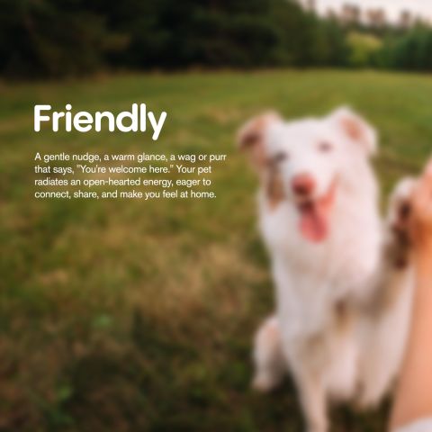 500mg CBD Pet Treats For Dogs - Beef Chew - MediPets - Thumbnail 9