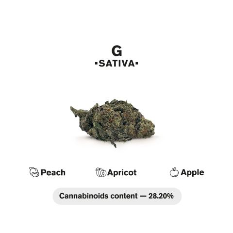 1.5g G Strain King Size Pre-Roll - Sativa - THCA - 1 Joint - Thumbnail 5