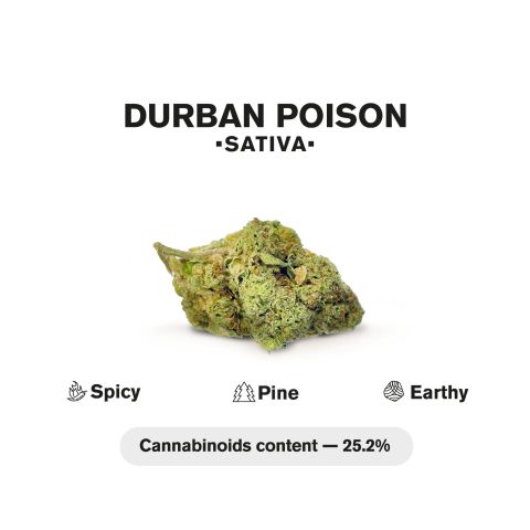 1.5g Durban Poison King Size Pre-Roll - Sativa - THCA - 5 Joints - Thumbnail 5