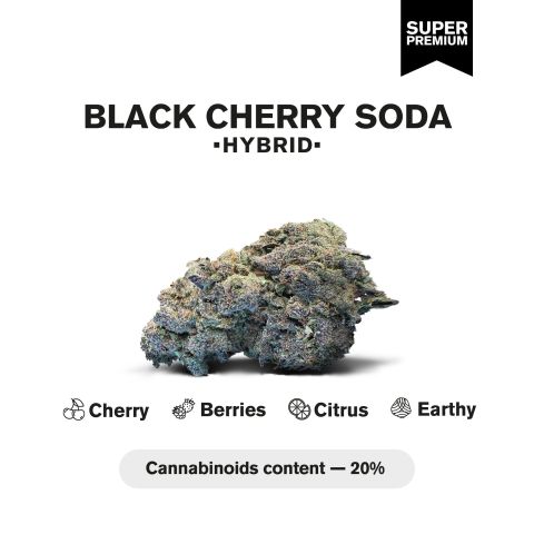 Black Cherry Soda Flower - Hybrid - THCA - Thumbnail 3