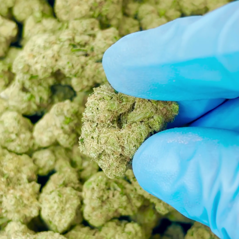 Banana Flower – Hybrid – THCA - Video Thumbnail 1