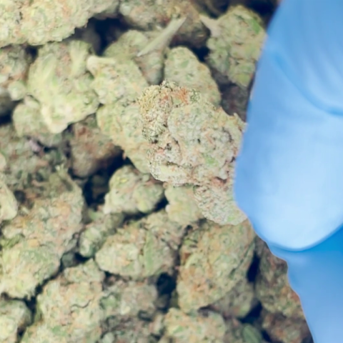 Blue Satellite Flower – Sativa – THCA - Video Thumbnail 1