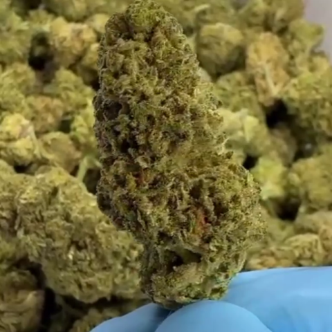 Gary Payton Flower – Hybrid – THCA - Video Thumbnail 1