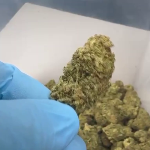Gushers Flower – Hybrid – THCA - Video Thumbnail 1