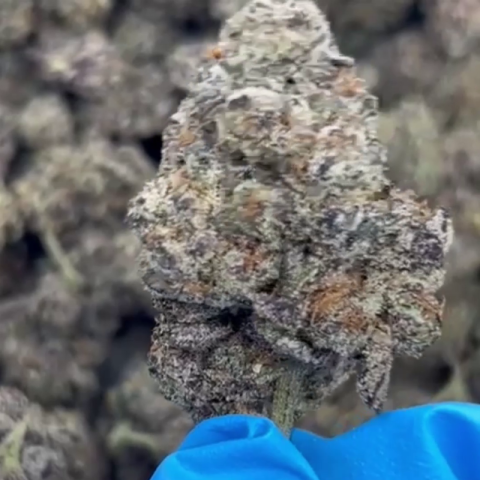 Lemon Cherry Gelato Flower – Hybrid – THCA - Video Thumbnail 1