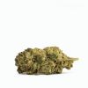 Walrus Kush Flower - Hybrid - THCA - Thumbnail 2