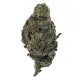 G Flower – Sativa – THCA