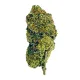 Green D2OSIS Flower – Hybrid – THCA