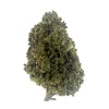 Cotton Candy Flower - Hybrid – THCA